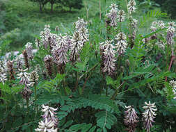 Plancia ëd Astragalus uliginosus L.