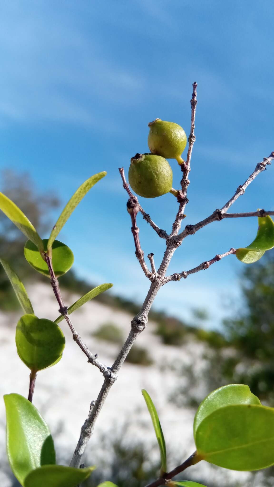 Image of Memecylon boinense H. Perrier