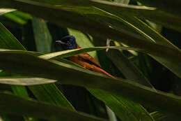 Image of Black-headed Paradise-Flycatcher