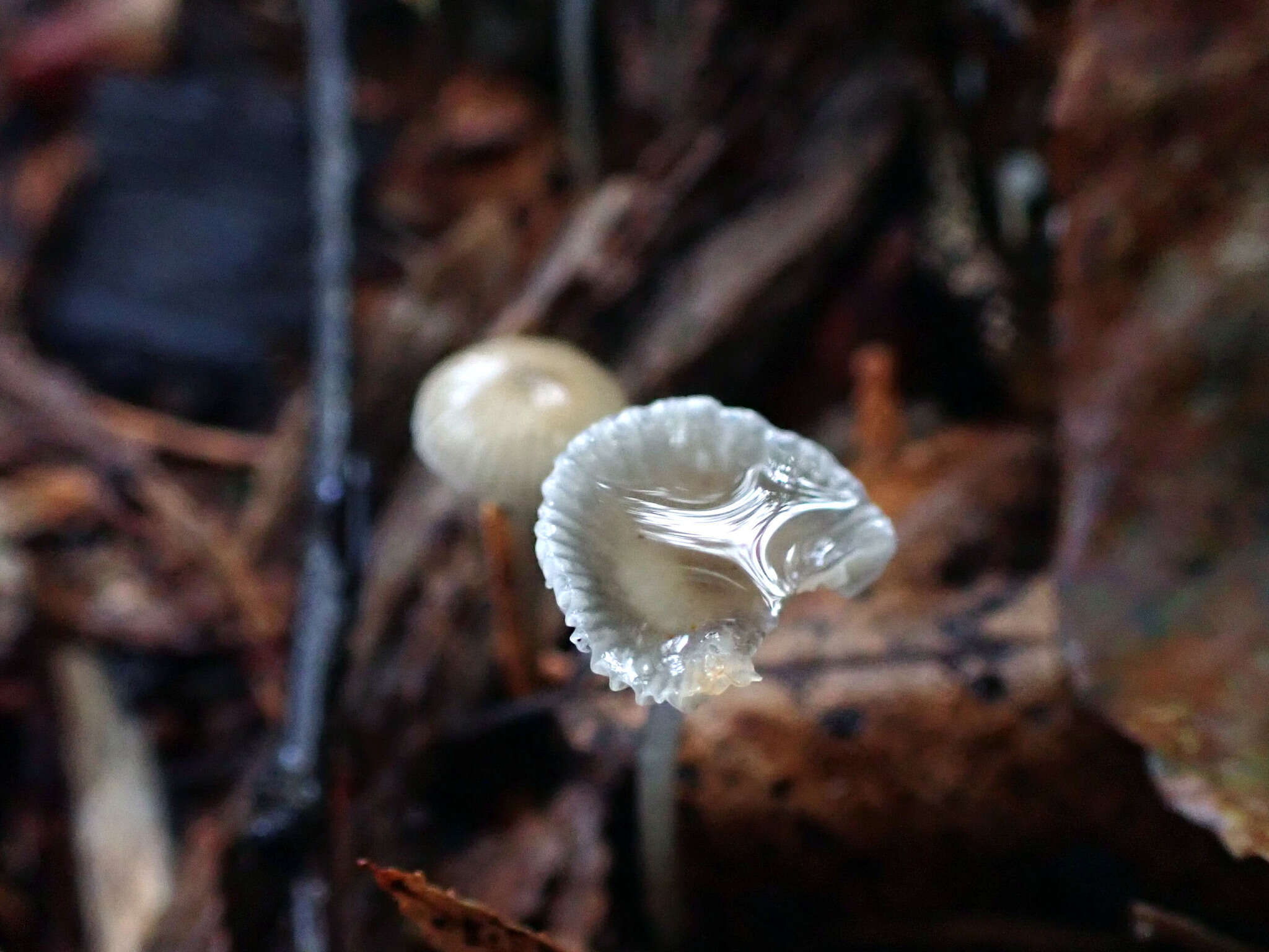 Image of Whitish Bonnet