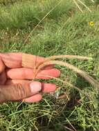 Image of Paraguayan windmill grass