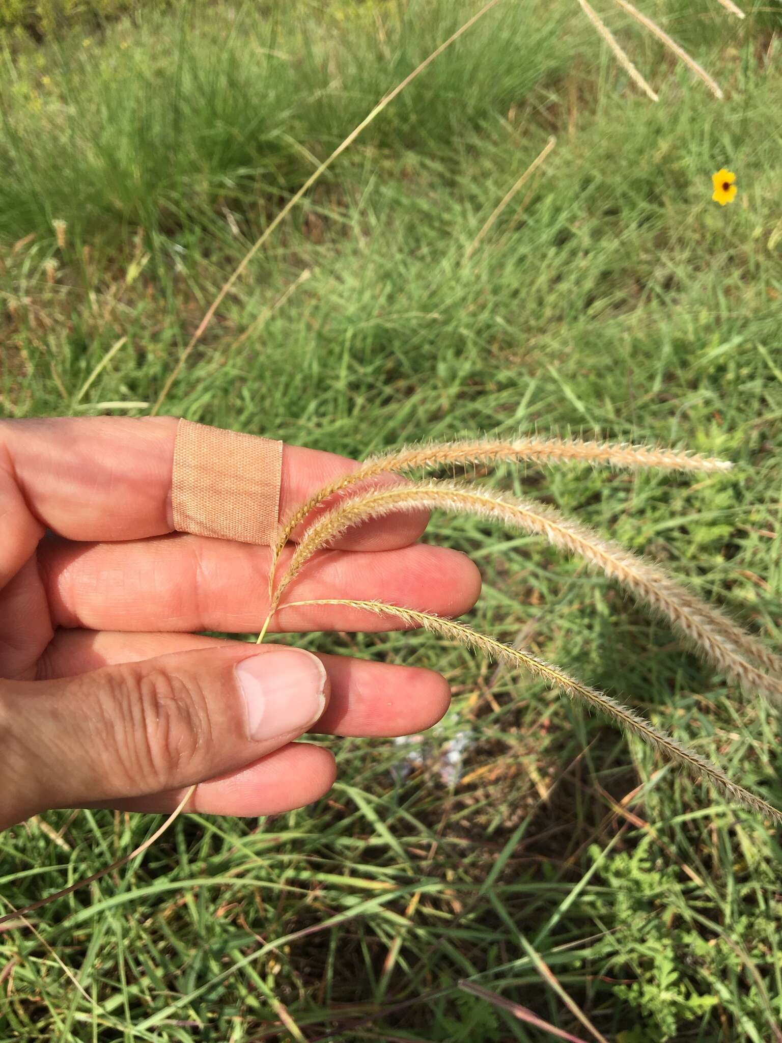 Image of Paraguayan windmill grass