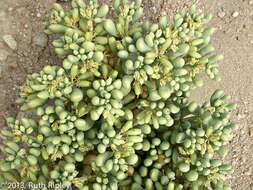 صورة Augea capensis Thunb.