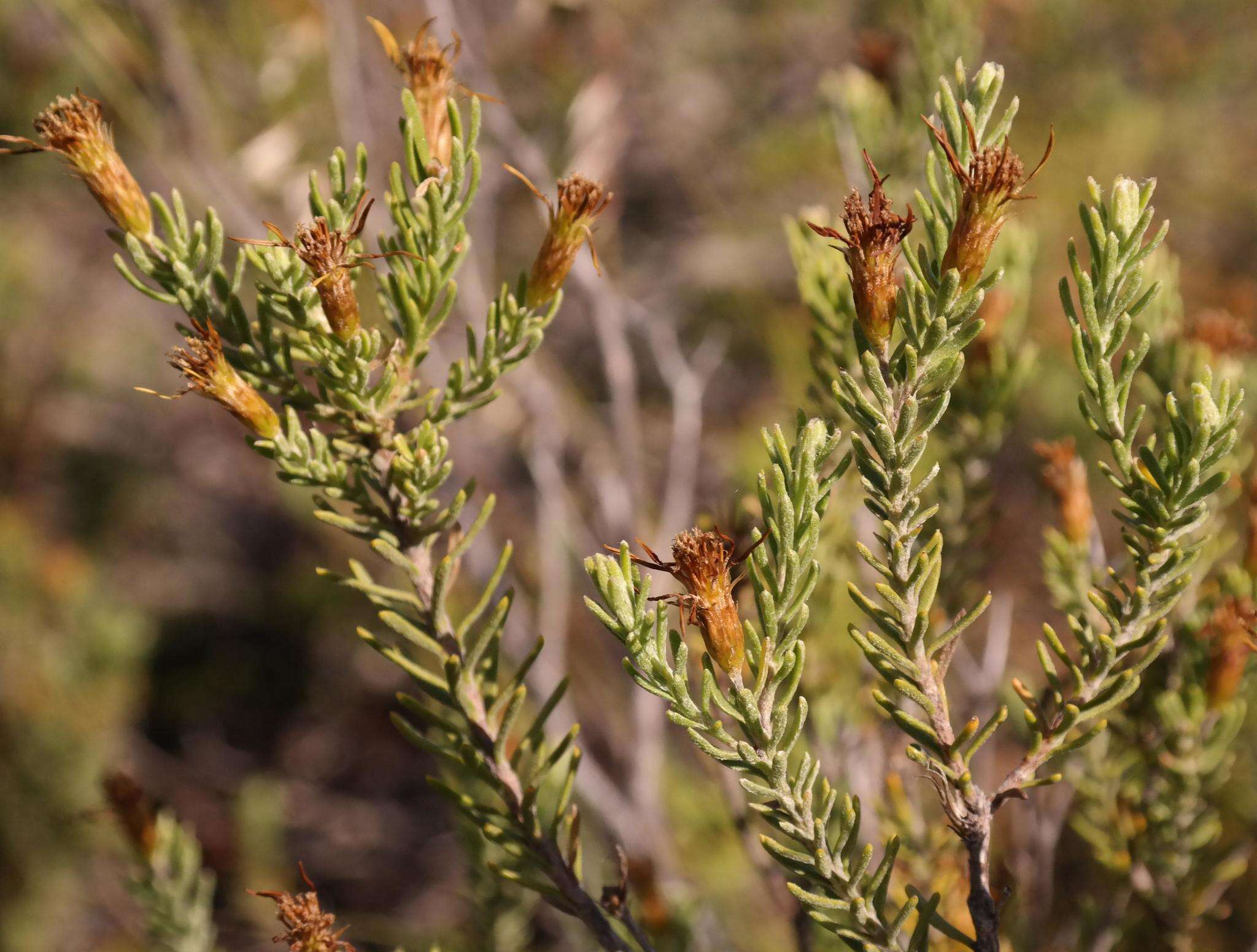 Plancia ëd Oedera sedifolia (DC.) A. A. Anderberg & K. Bremer