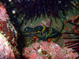 Image of China rockfish