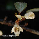 Image of Elaeagnus tutcheri Dunn