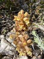 Image of Orobanche alba subsp. alba