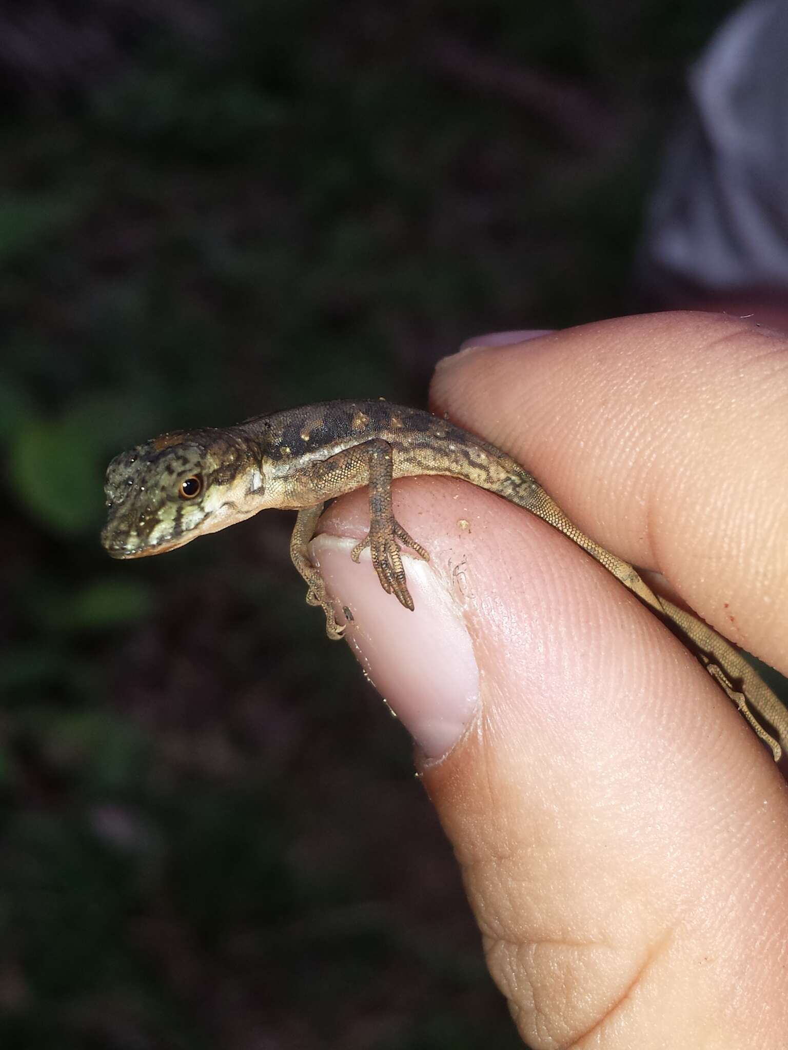 Image of Lion Anole