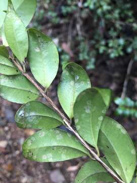 Image of Backhousia myrtifolia Hook. & Harv.