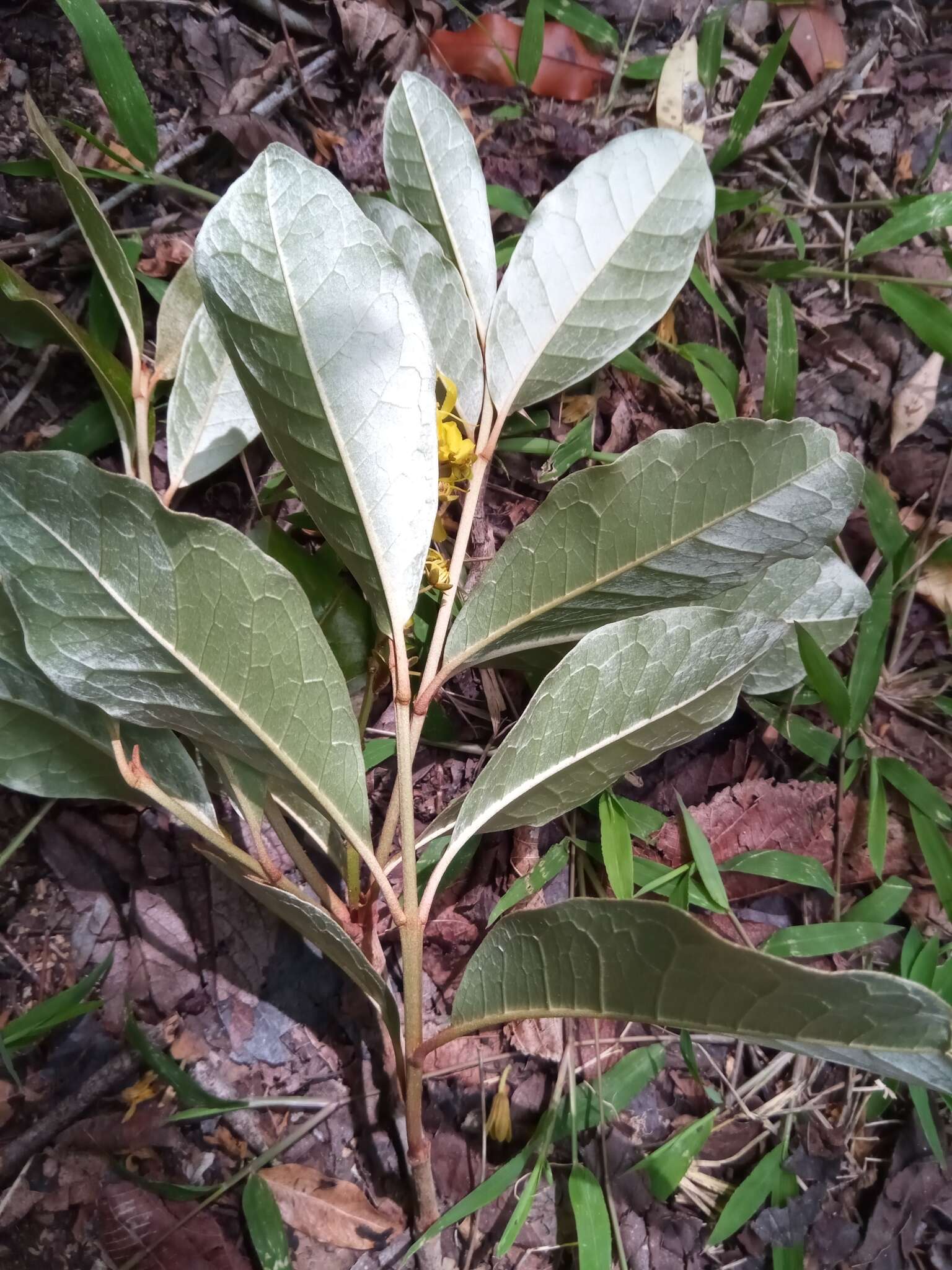 Acridocarpus excelsus subsp. perrieri Arenes的图像