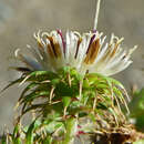 Image of Berkheya bipinnatifida subsp. bipinnatifida