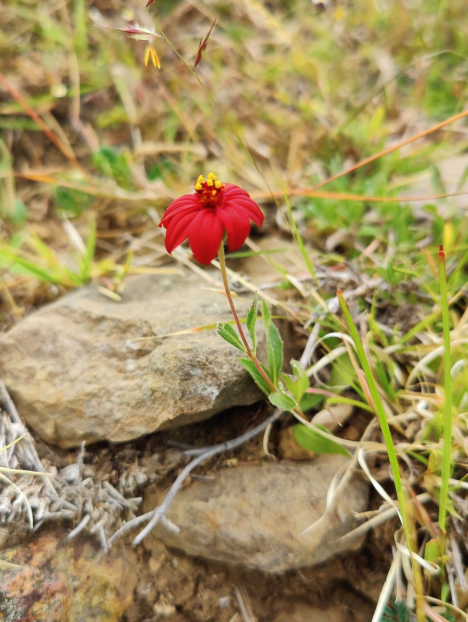 Plancia ëd Wedelia purpurea (Greenm.) B. L. Turner