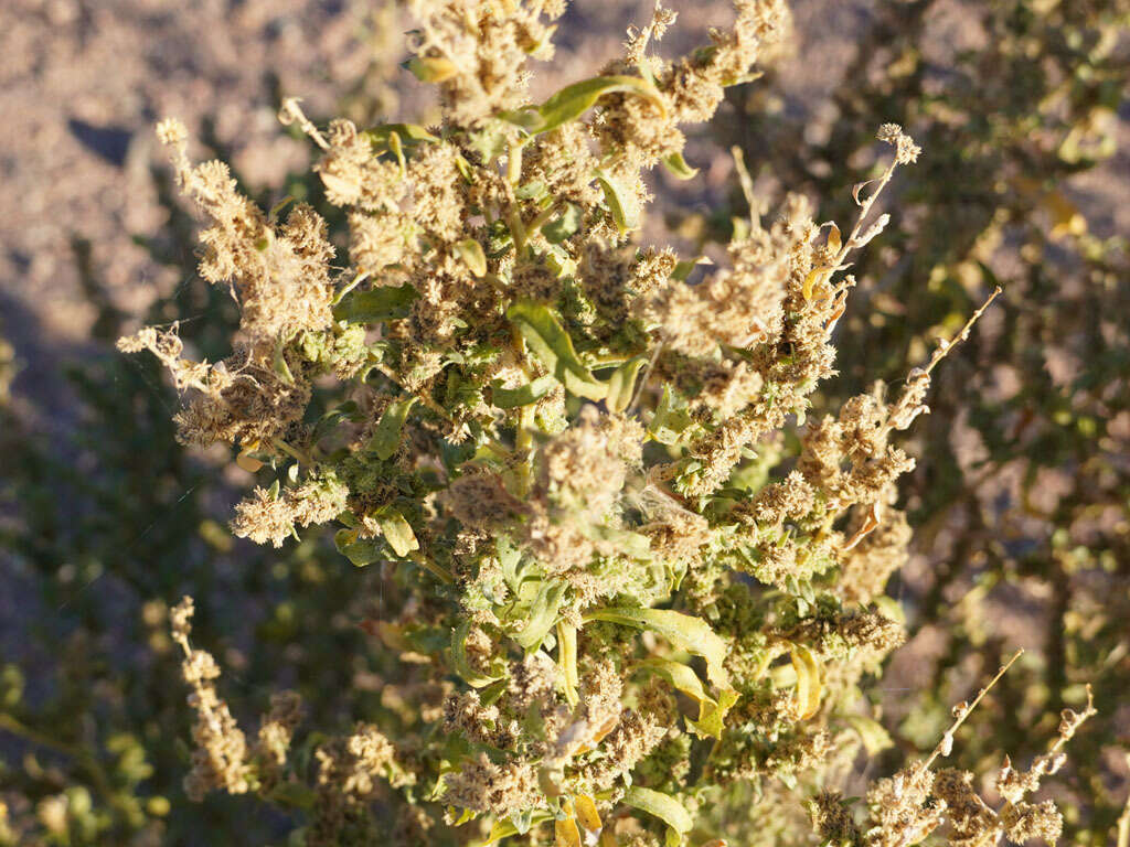 Image of wheelscale saltbush