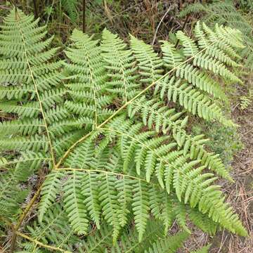 Image of Pteridium feei (W. Schaffn. ex Fée) Faull