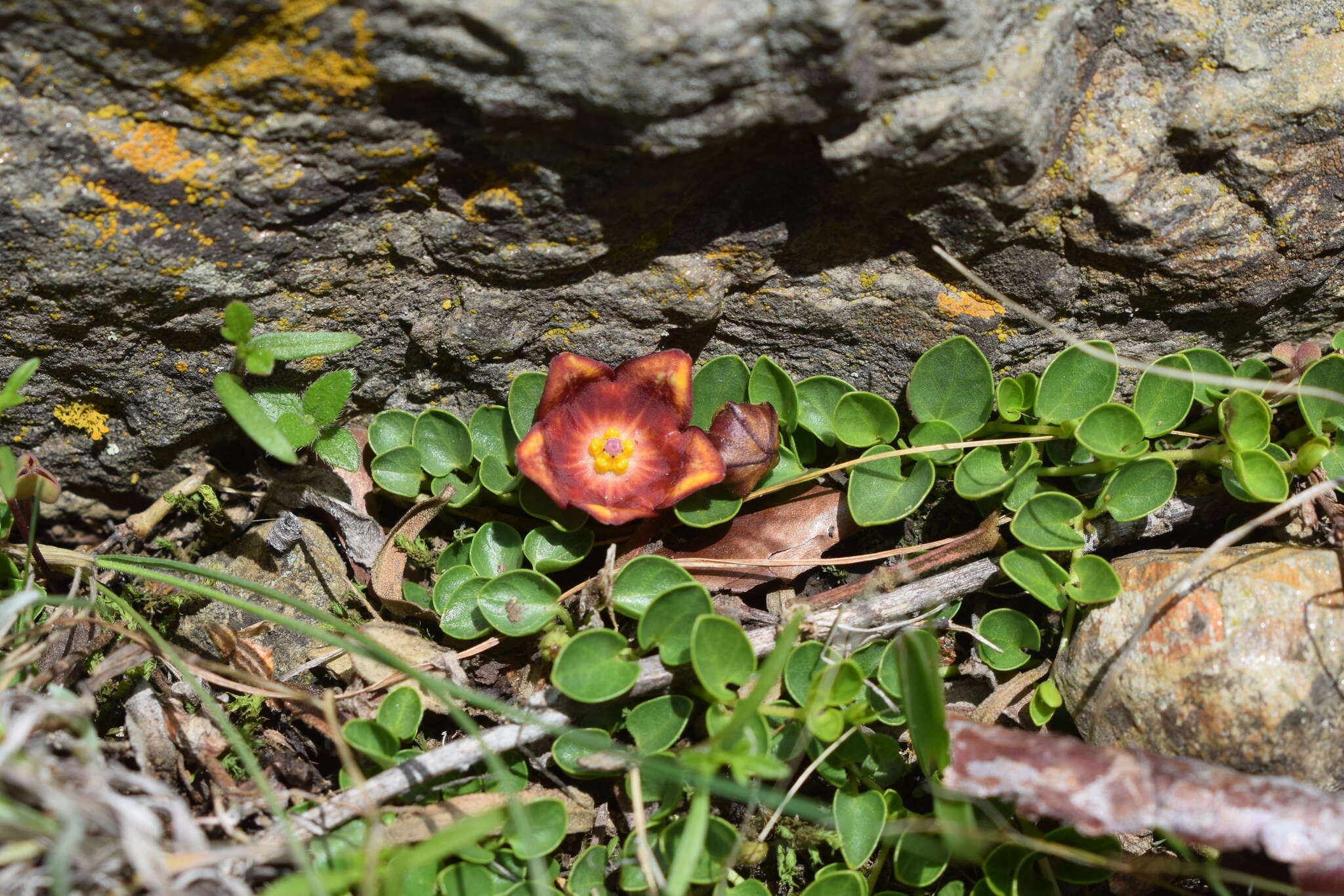 Philibertia lysimachioides (Wedd.) T. Meyer resmi