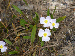 Image de Alisma Fausse Renoncule