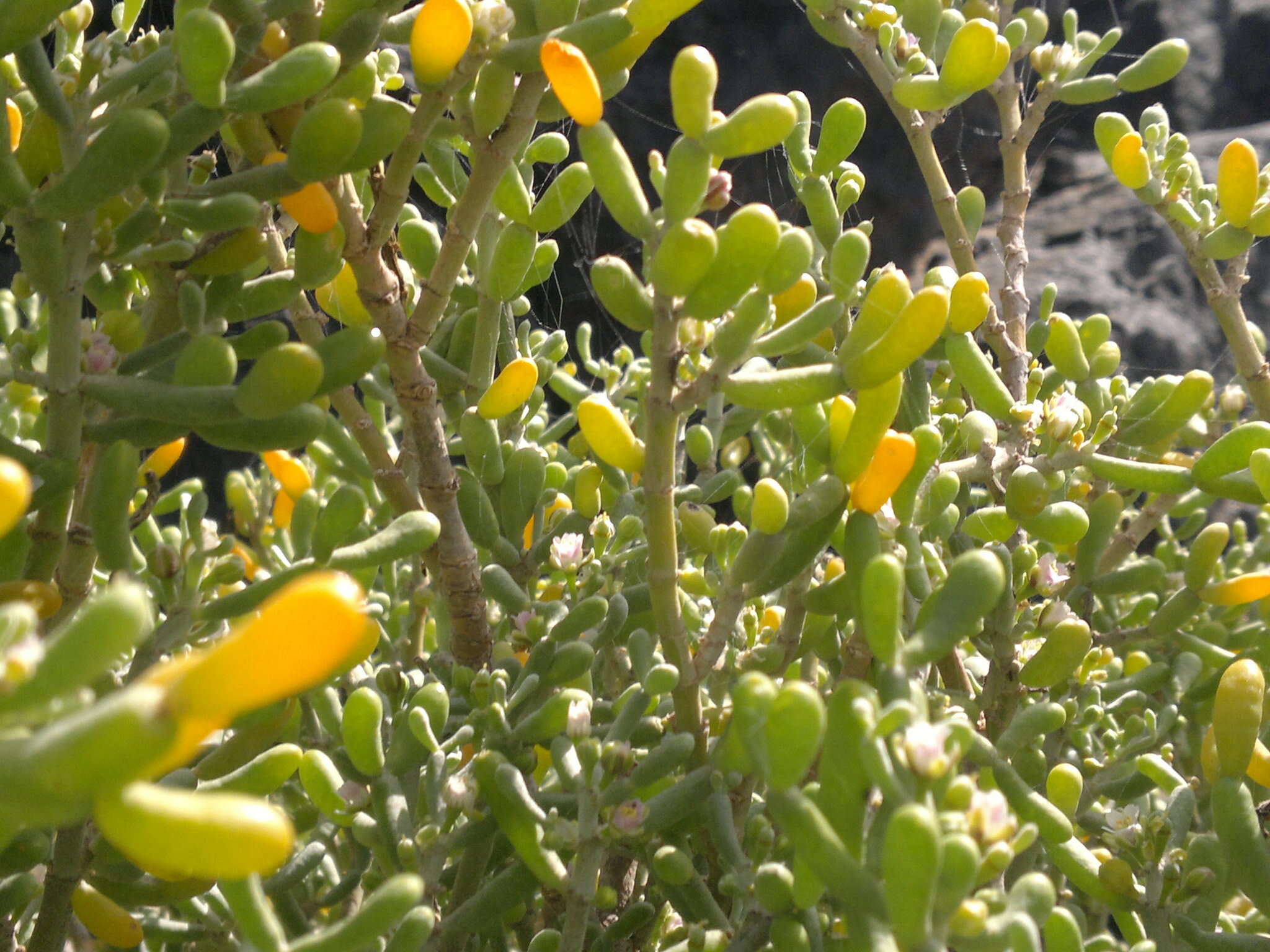 Image of Tetraena fontanesii (Webb & Berthel.) Beier & Thulin