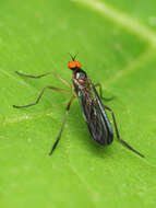 Image of Long-tailed Dance Fly