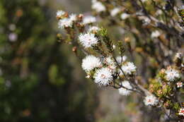 Imagem de Melaleuca squamea Labill.