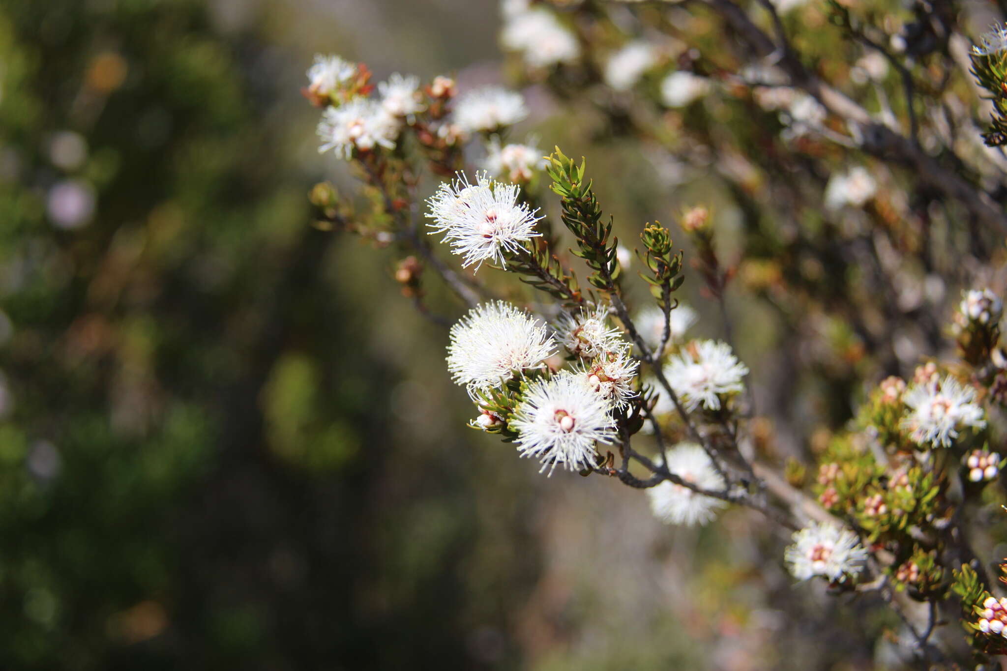 Image de Melaleuca squamea Labill.