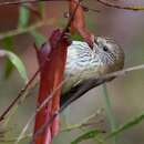 Image of Acanthiza lineata lineata Gould 1838