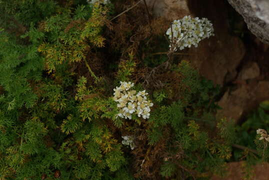 صورة Achillea clusiana Tausch