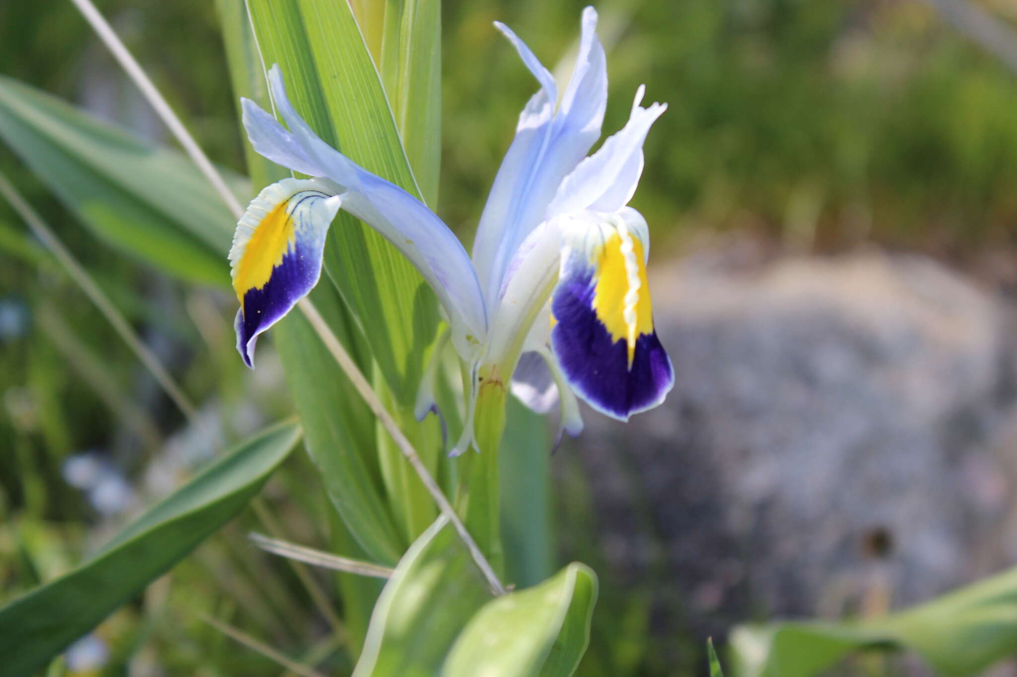 Iris warleyensis Foster的圖片