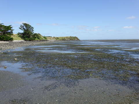 Image of Zostera novazelandica Setch.