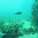 Image of Blue-lined leatherjacket