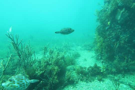 Image of Blue-lined leatherjacket