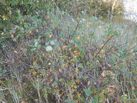 Imagem de Cotoneaster cinnabarinus Juz.