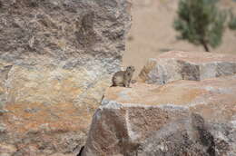 Image of Great Basin Ground Squirrel