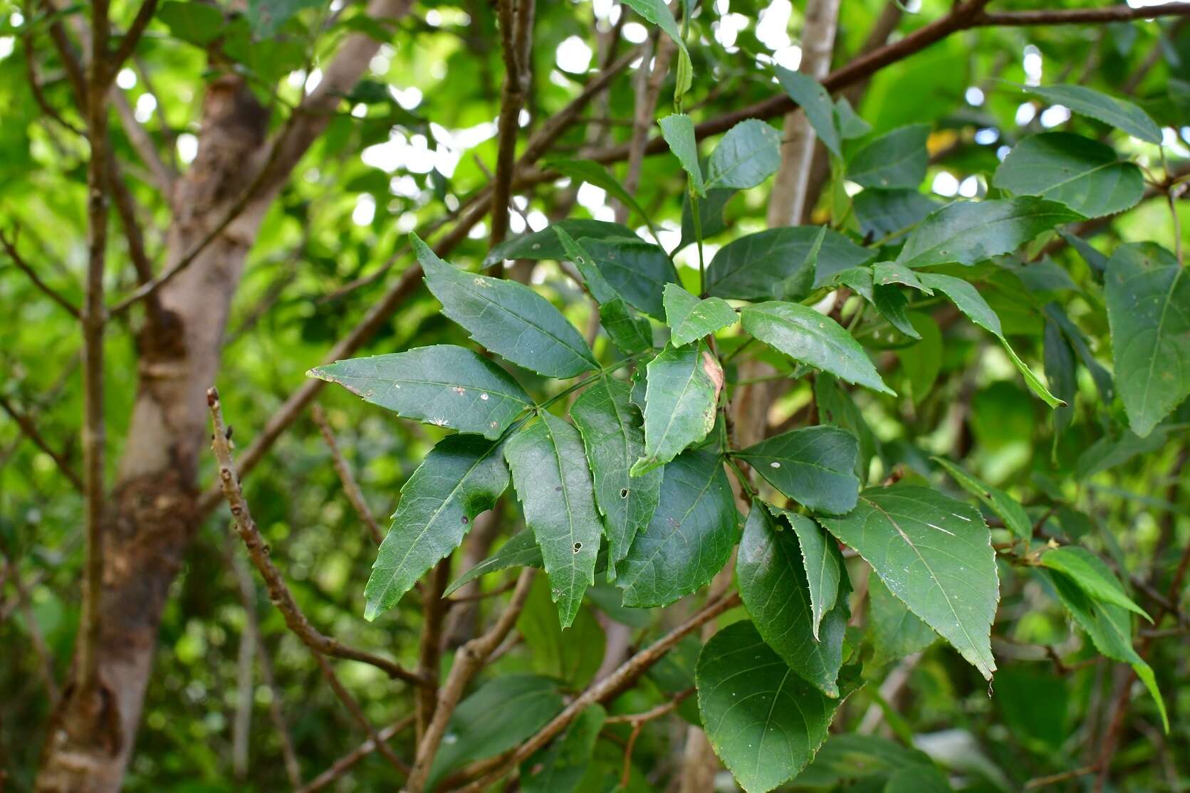 Image of Fraxinus purpusii Brandegee