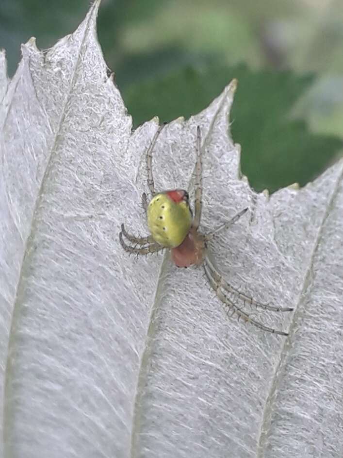 Image of Cucumber green spider