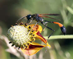 Слика од Ammophila placida F. Smith 1856