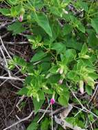 Mirabilis grandiflora (Standl.) Standl. resmi