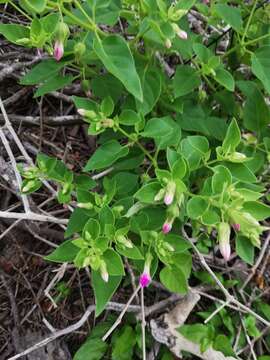 Mirabilis grandiflora (Standl.) Standl. resmi