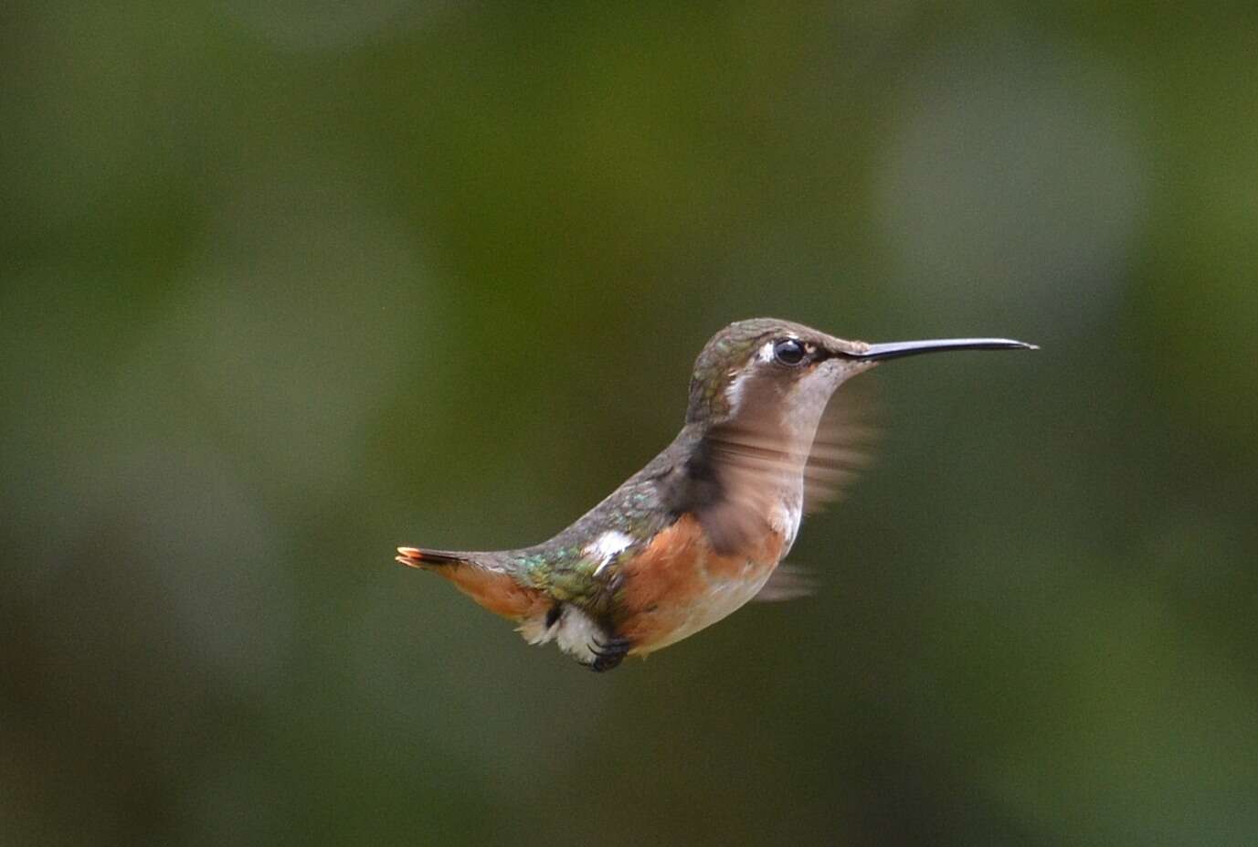 Image of White-bellied Woodstar