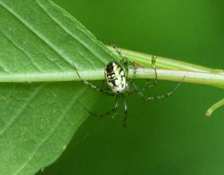 Image of Mangora spiculata (Hentz 1847)