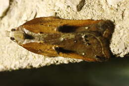 Image of Acleris cristana Denis & Schiffermüller 1775