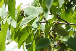 Plancia ëd Annona cherimola Mill.