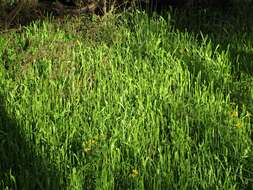 Image of Carolina Grasswort