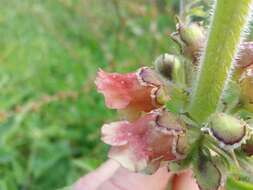 Scrophularia grandiflora DC. resmi