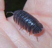 Image of Southern Pill Woodlouse