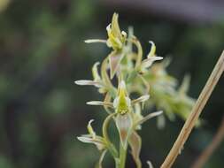 Image of Tarengo leek orchid