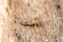 Image of Entomobrya washingtonia Mills & HB 1935