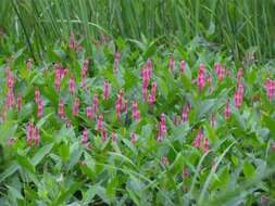 Sivun Persicaria amphibia var. emersa (Michx.) J. C. Hickman kuva