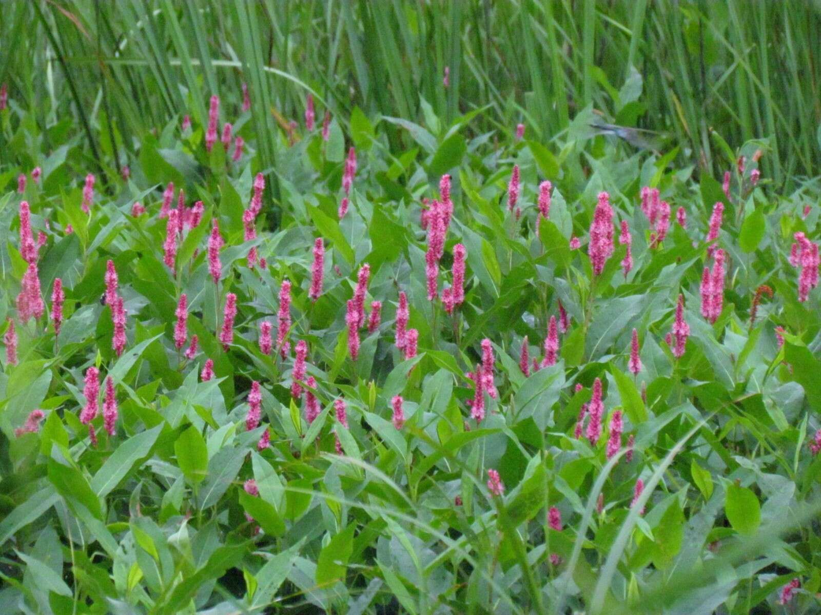 Sivun Persicaria amphibia var. emersa (Michx.) J. C. Hickman kuva