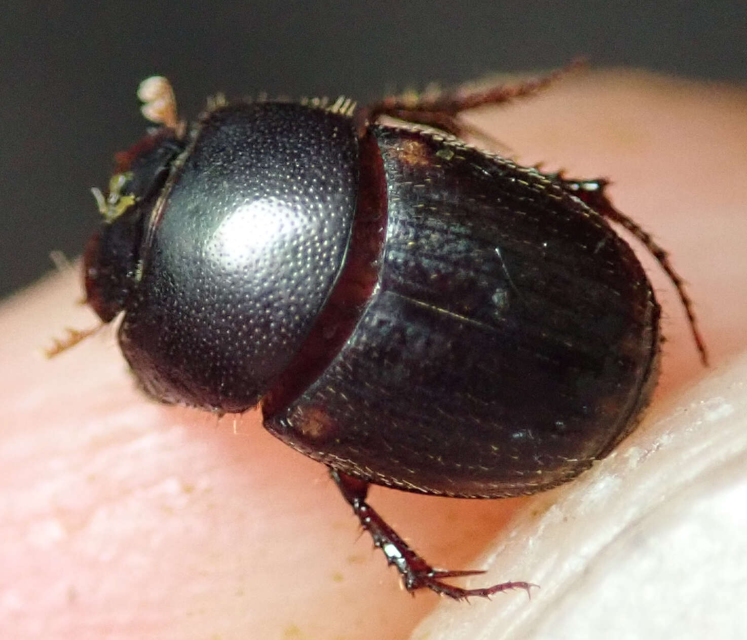 Image of Onthophagus vinctus Erichson 1843