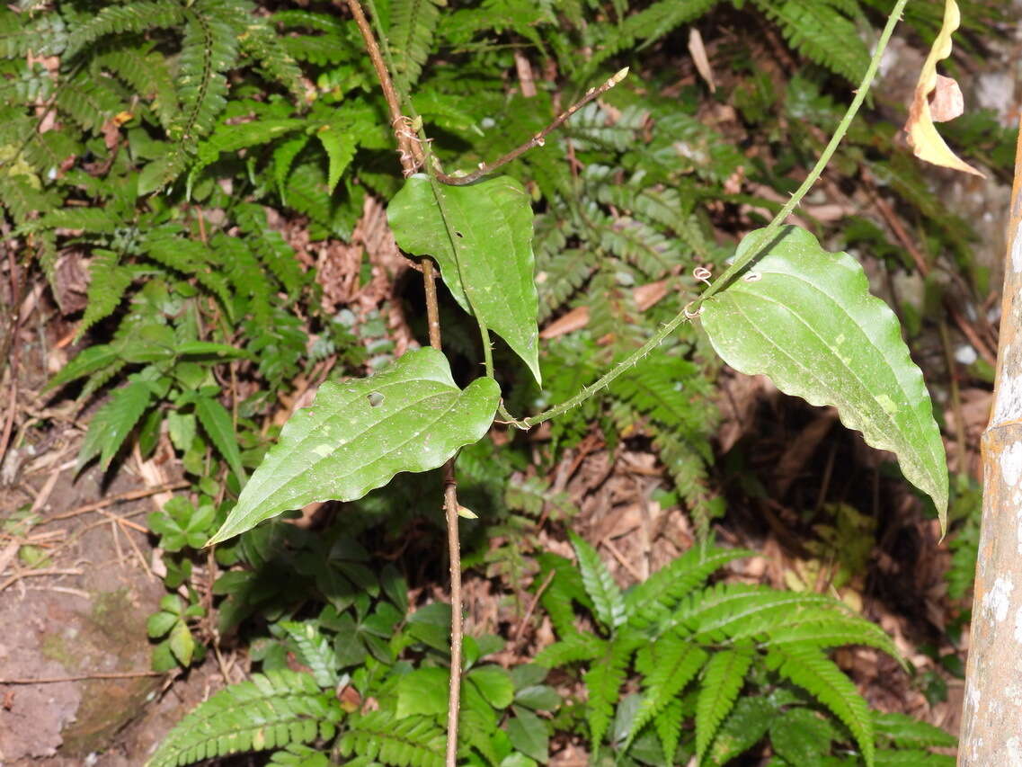 Image of Smilax sieboldii Miq.